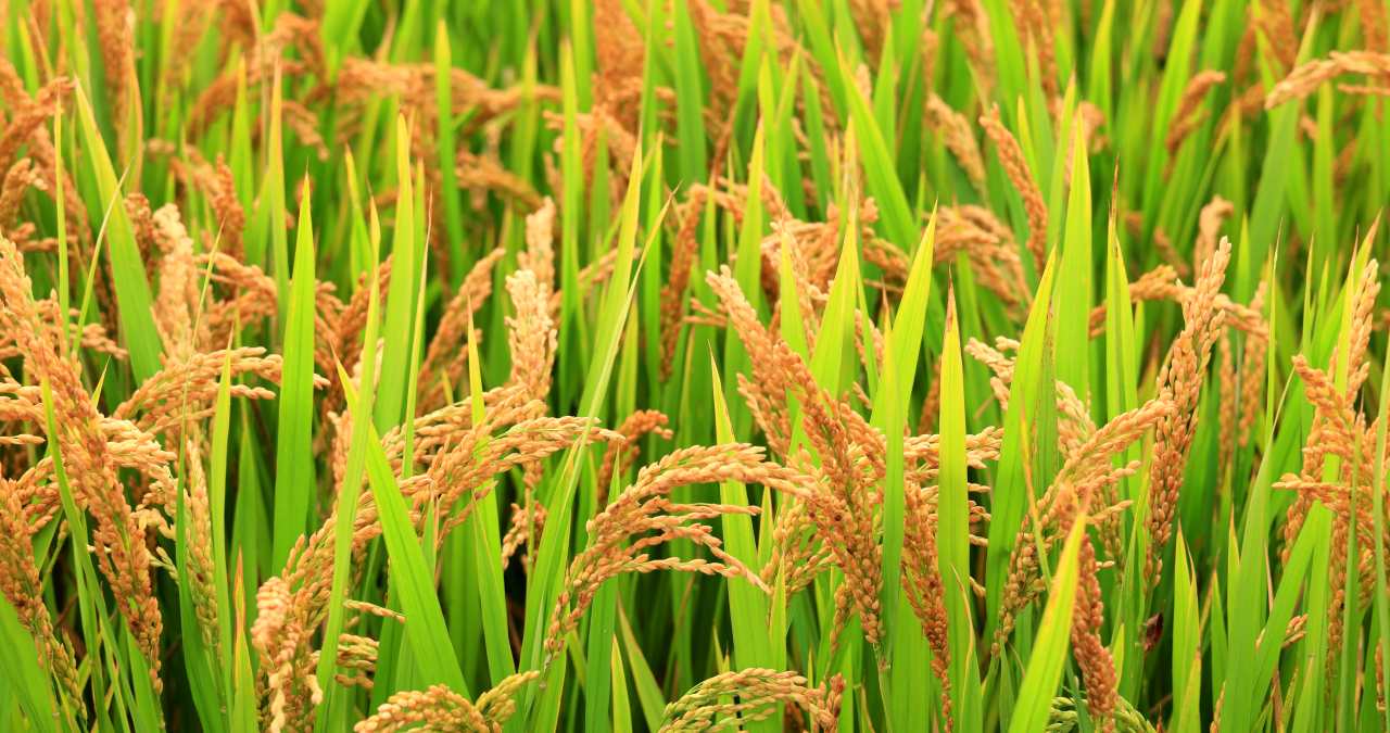 实拍8k阳光下成熟的水稻