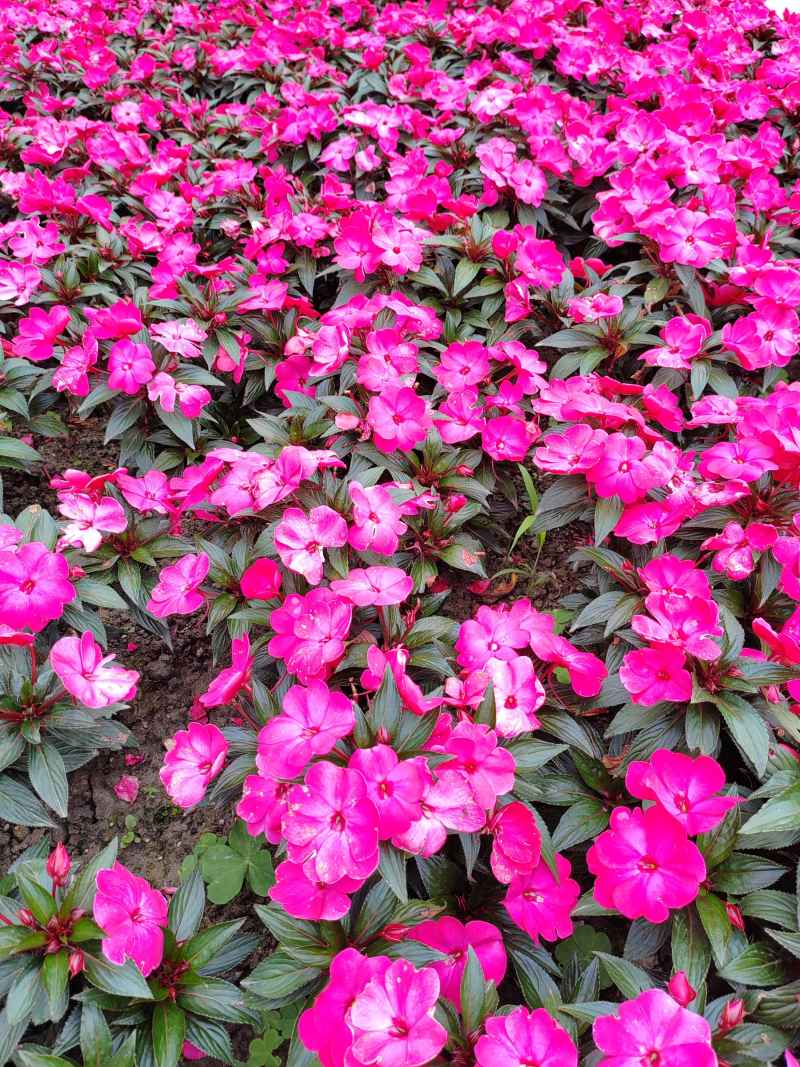 红花