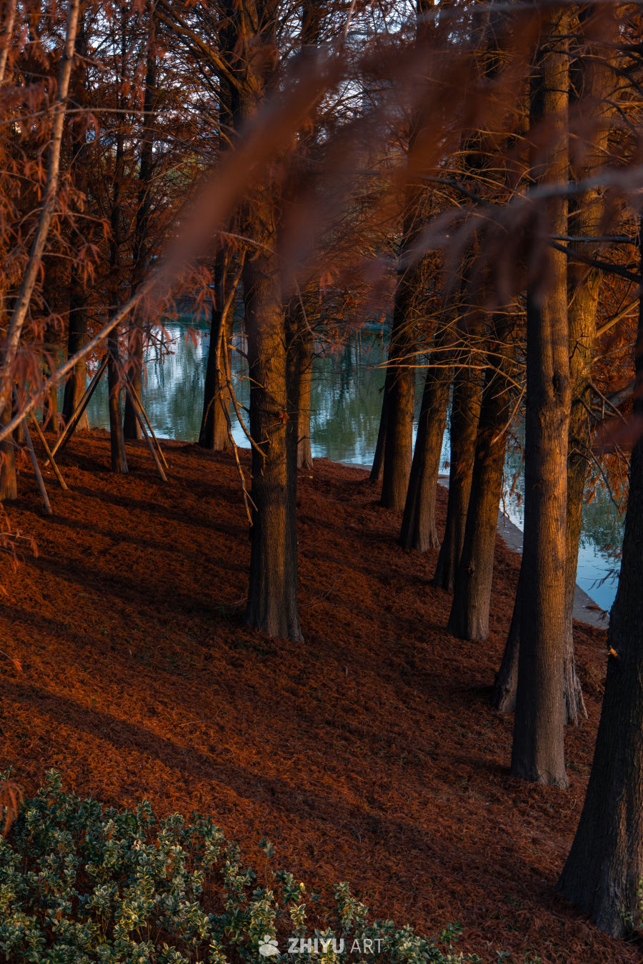 秋日湖畔红叶林