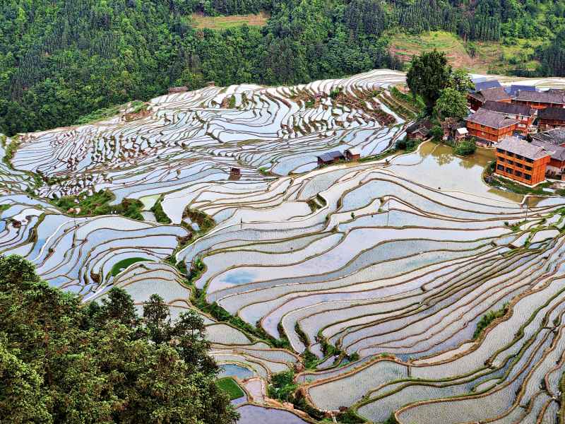 贵州加榜梯田 3