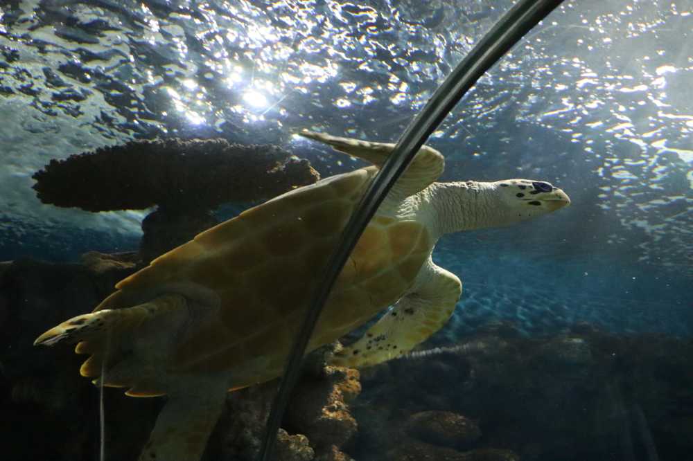 上海海洋水族馆自由遨游的海龟
