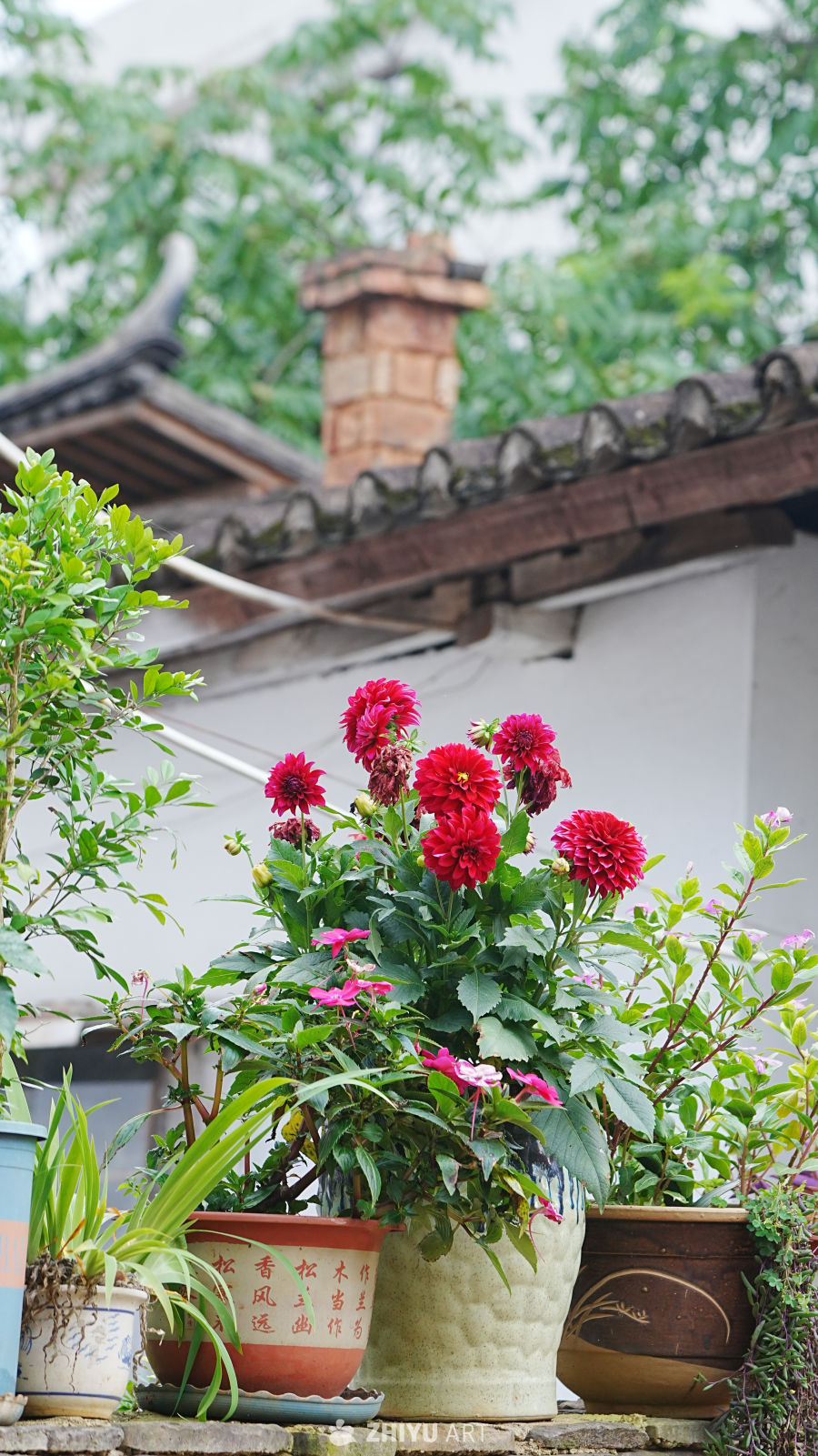 庭院中的花与绿植