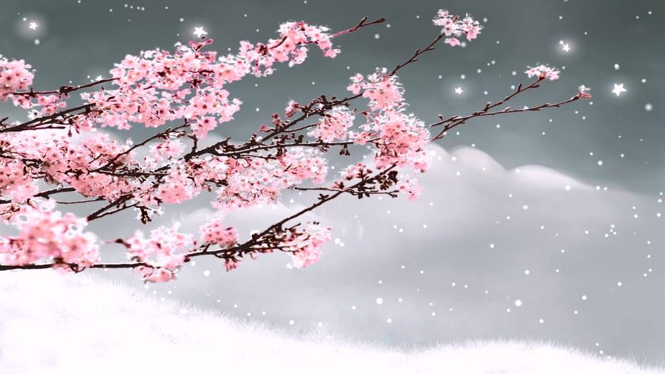 唯美桃花背景视频 21