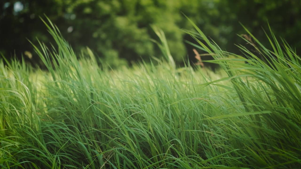 风吹草低