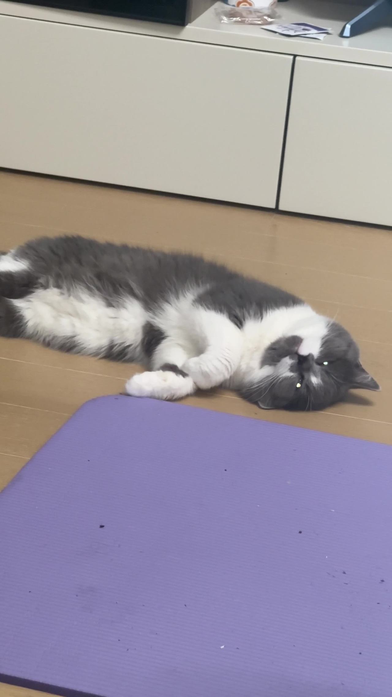 慵懒的睡觉猫咪