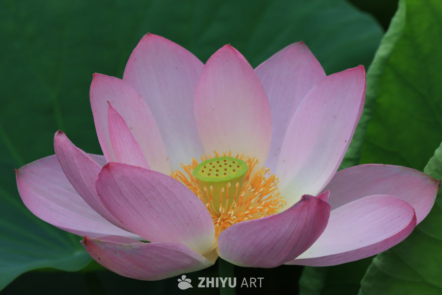 荷花 23