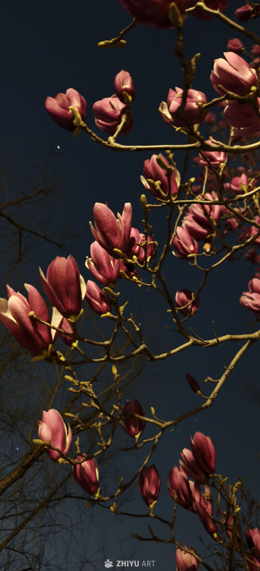 夜幕下的玉兰花