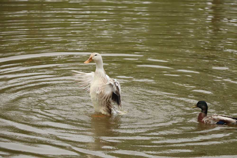 池塘中敞开心扉的鸭子