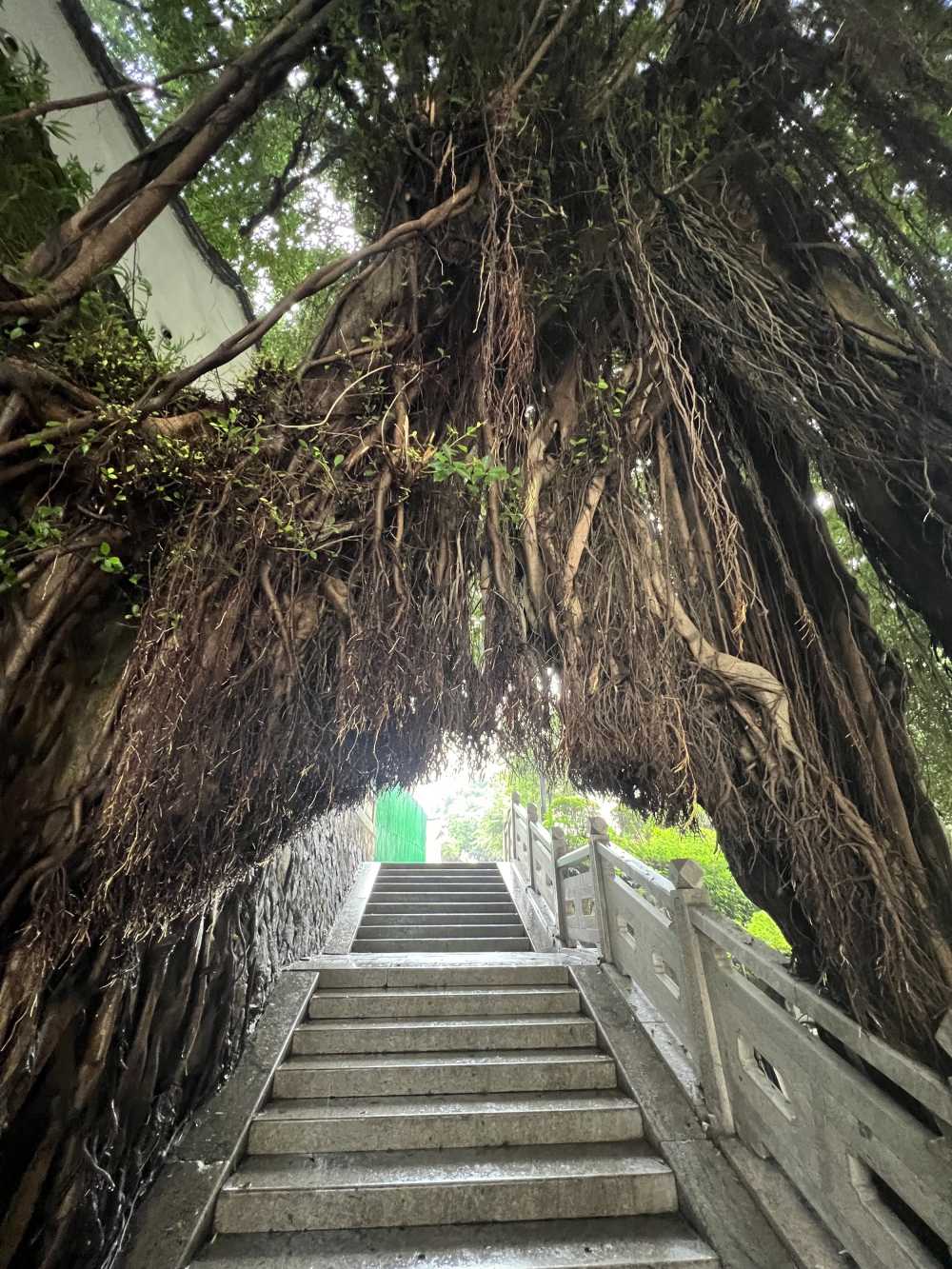 福州古树