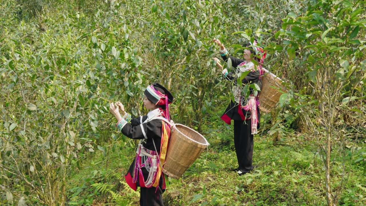 茶山上的采茶人