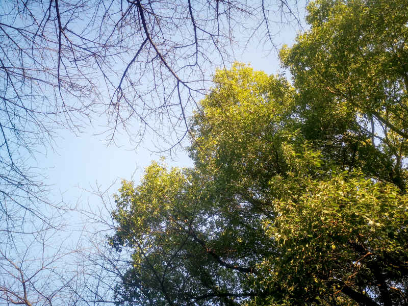 湖南省植物园各种植物摄影图
