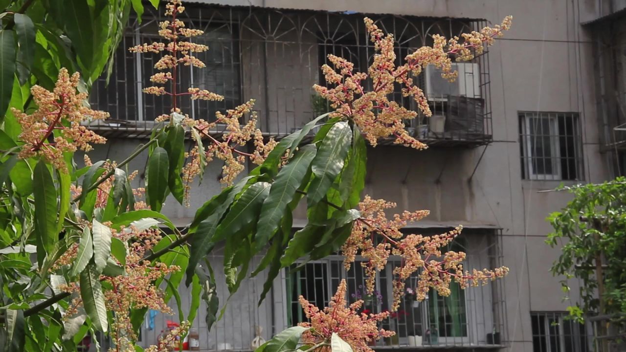 春天芒果花盛开2