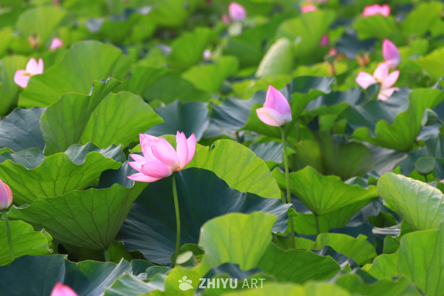 盛夏荷花 159