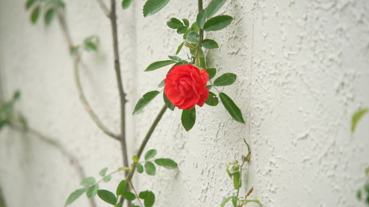 园林里的花花草草 11
