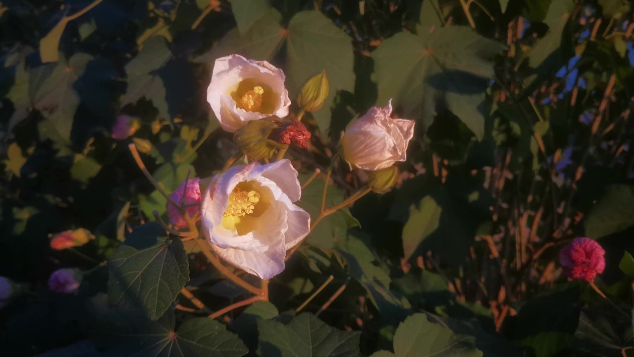 路边野花野草植物实拍
