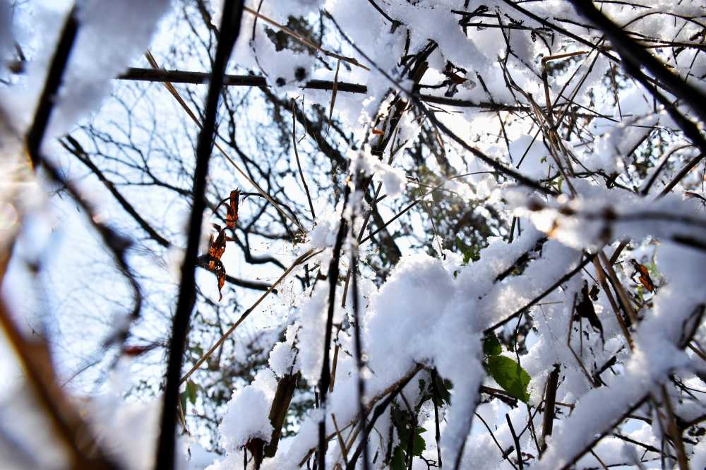 雪挂满了树梢
