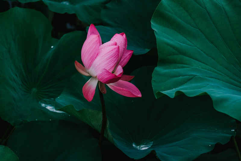 夏雨荷 15