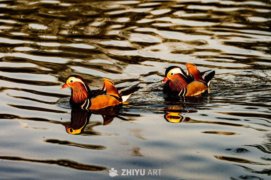 鸳鸯戏水，夕阳倒影