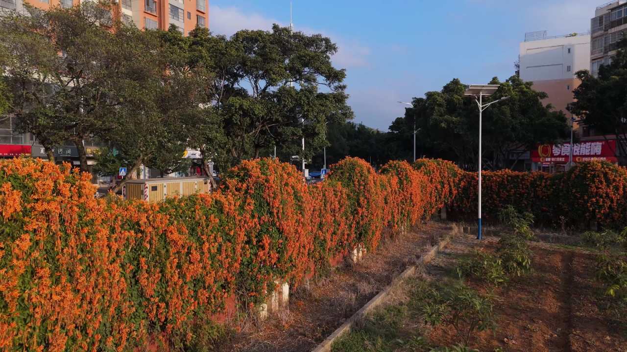 城市绿意盎然