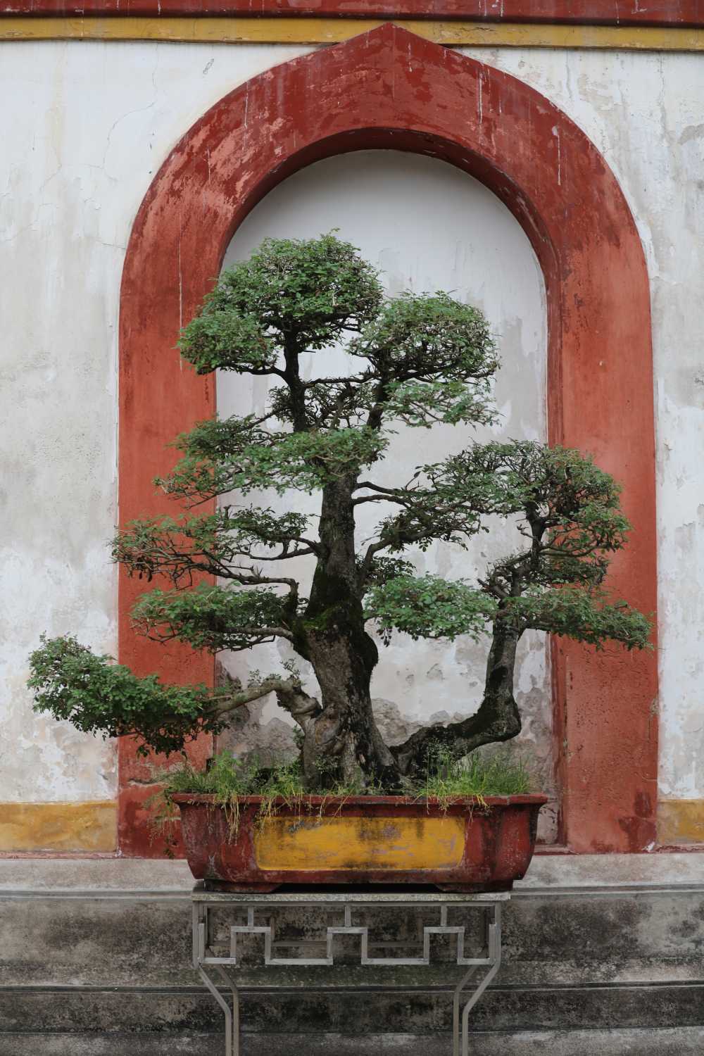 盆景