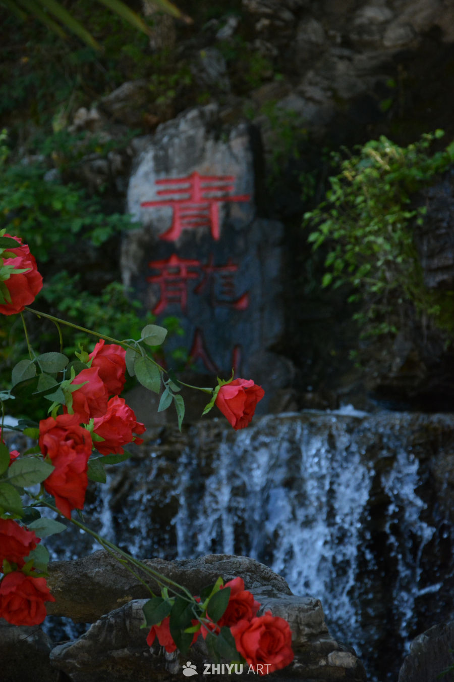 月季花