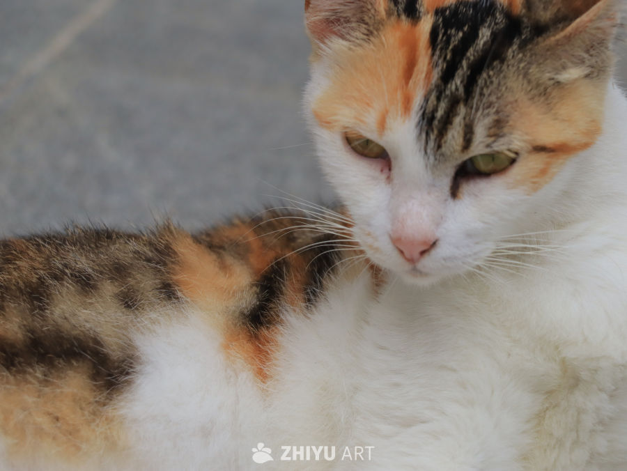 街头三色猫的凝视