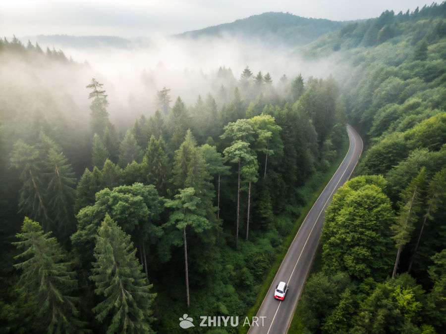 雾中森林之旅