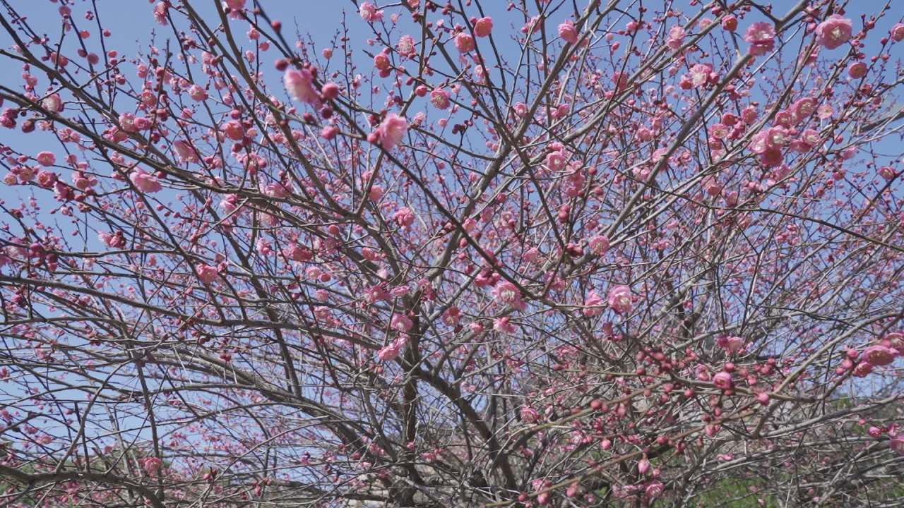 冬天的梅花 7