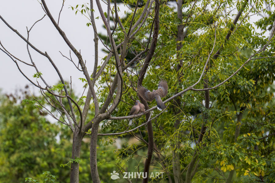 春日枝头鸟飞翔