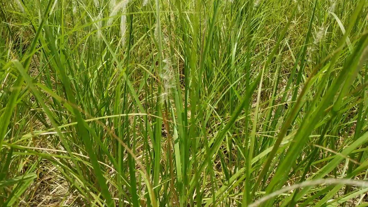 穿过狼尾草丛