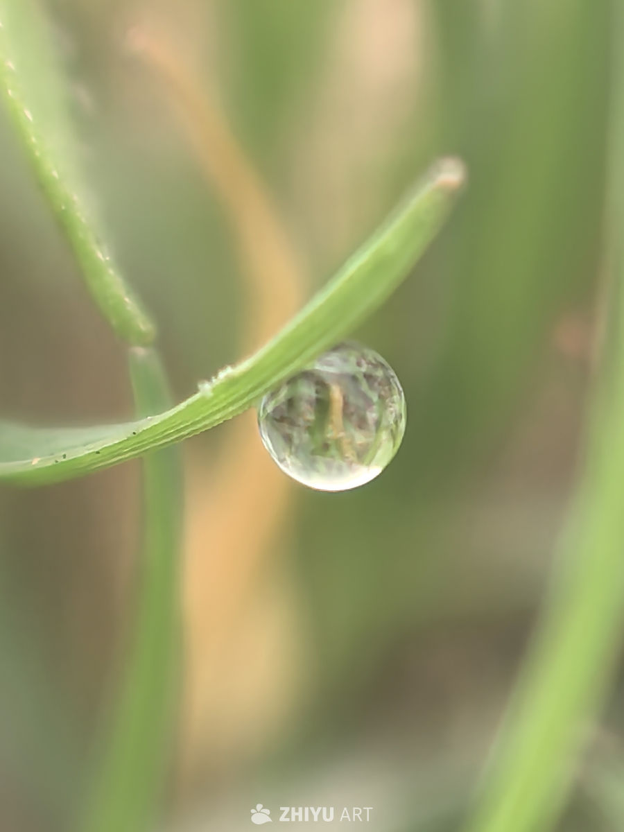 春天当然要拍花花草草