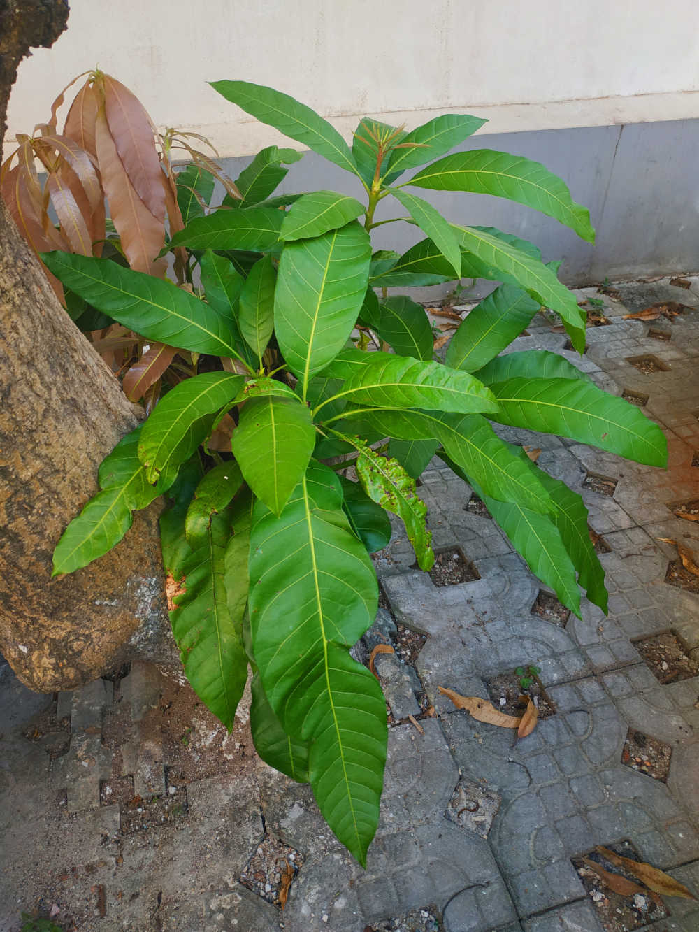 芒果树脚的枝叶