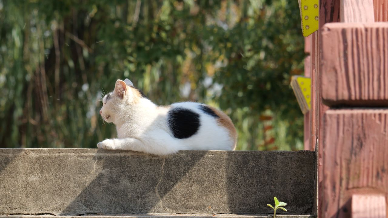 午休的猫4K实拍