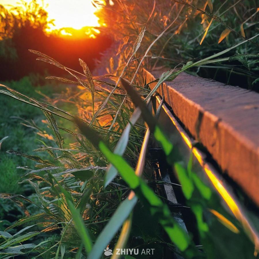 夕阳在背景中，阳光照射在绿色灌木丛上。茂盛的灌木叶