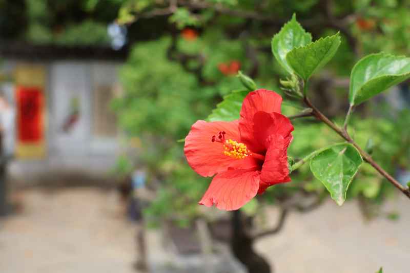 岱庙系列 6