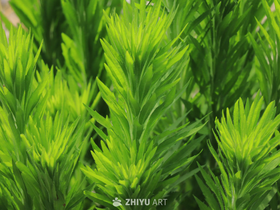 绿意盎然的植物