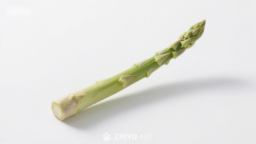 一根新鲜芦笋特写