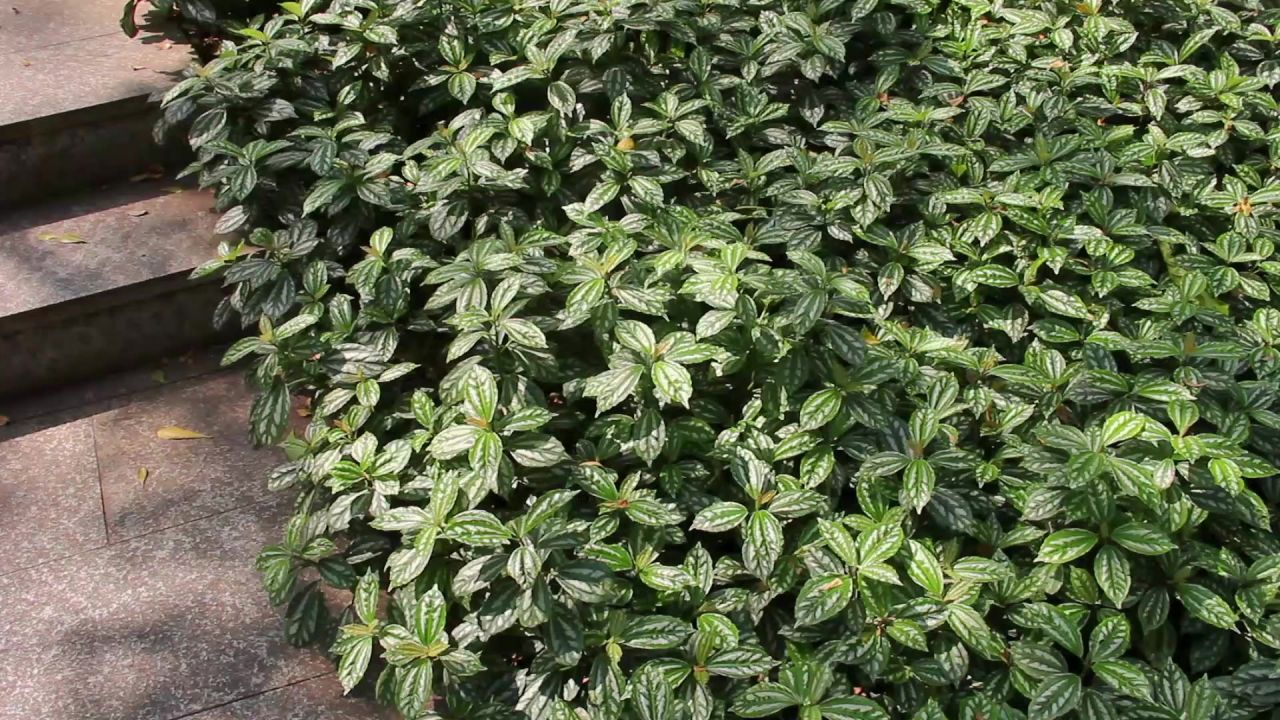 阳光微风花叶冷水花