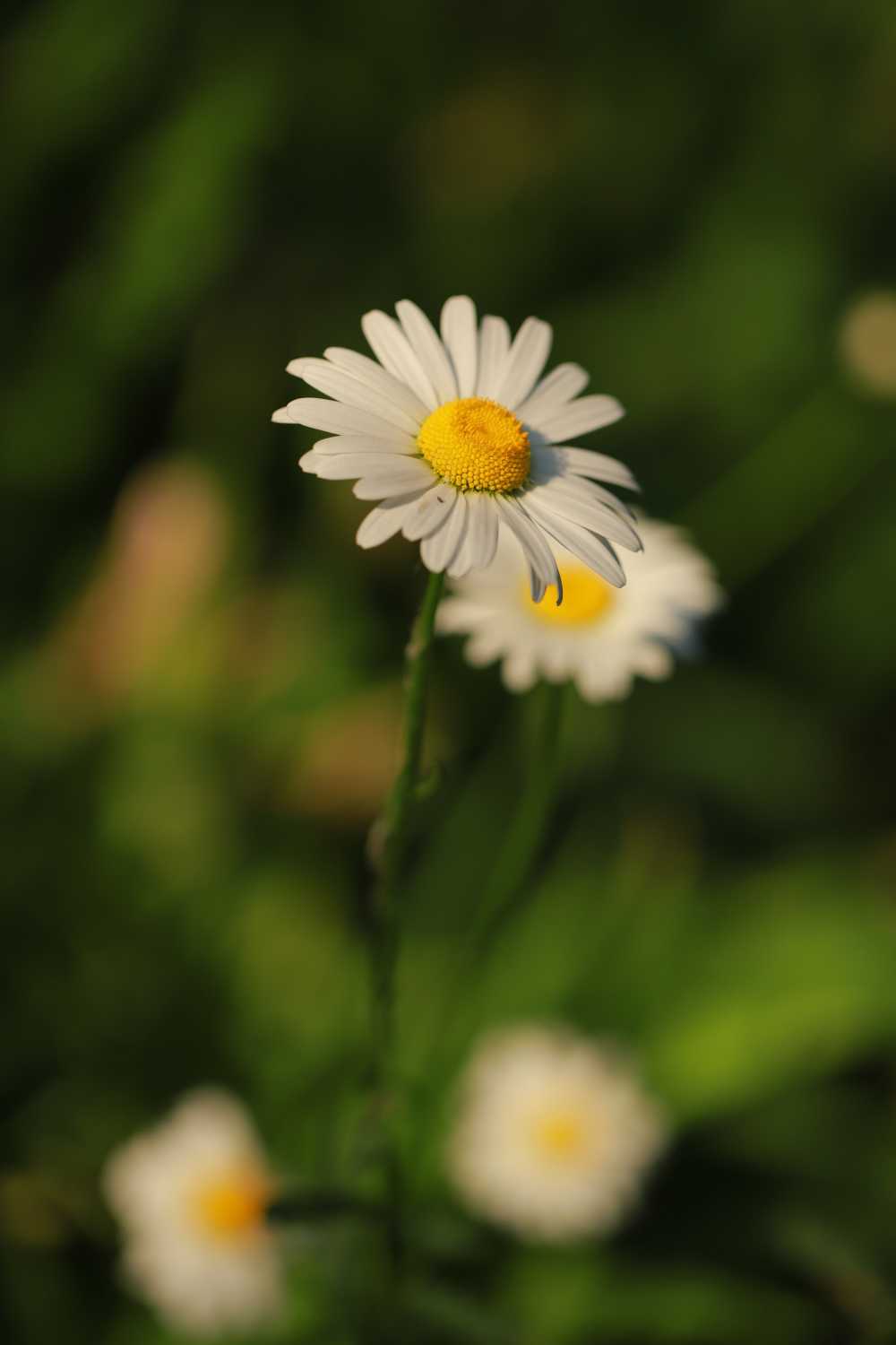雏菊