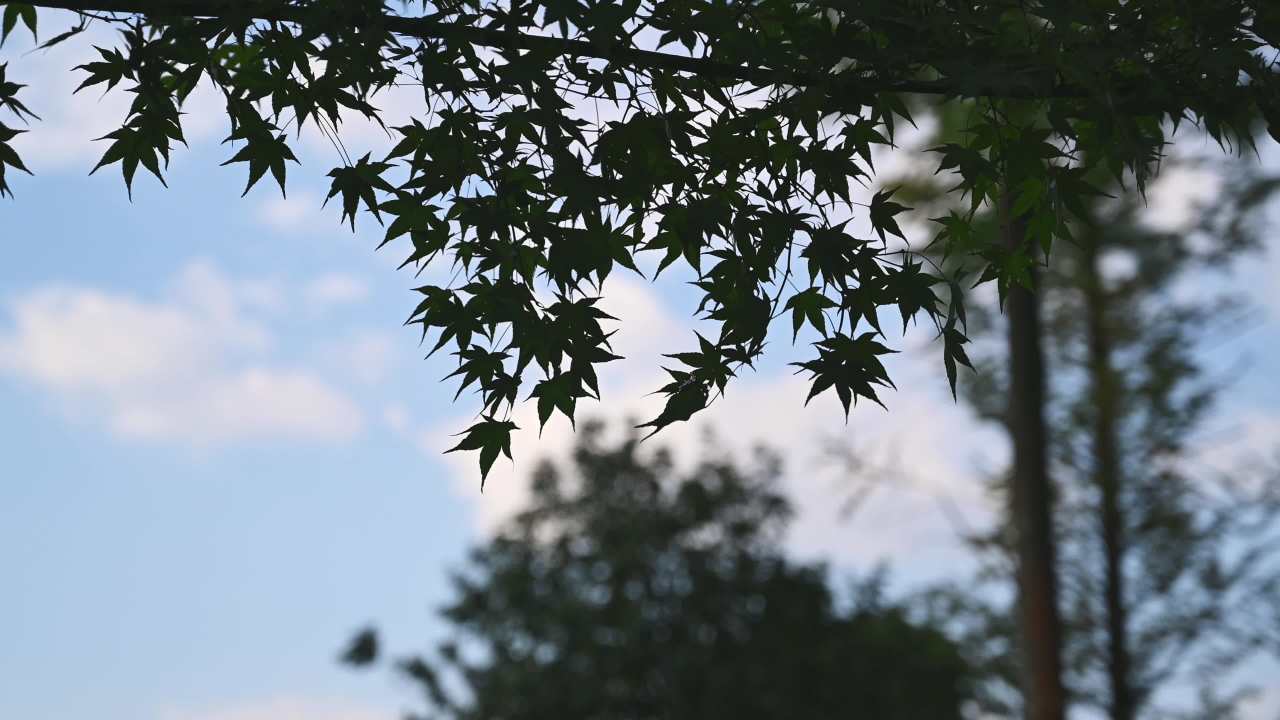 公园植物阳光下空镜头素材 5