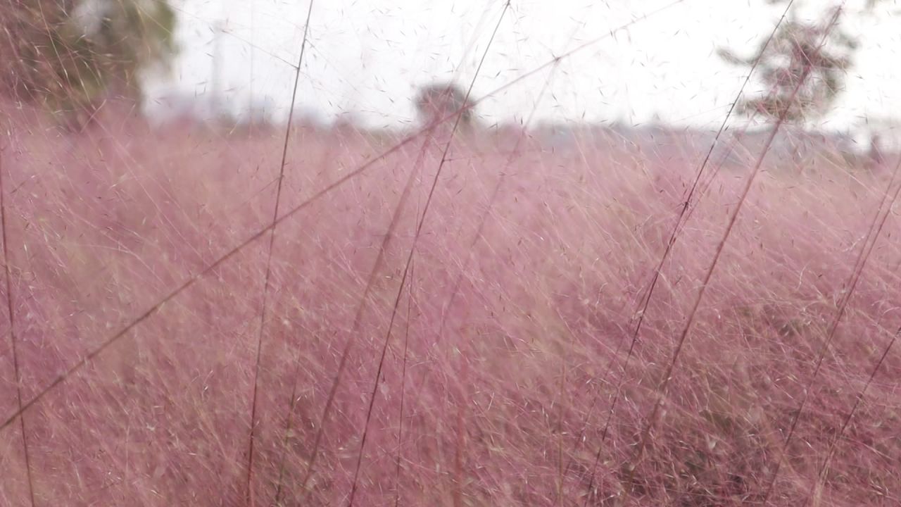 粉黛