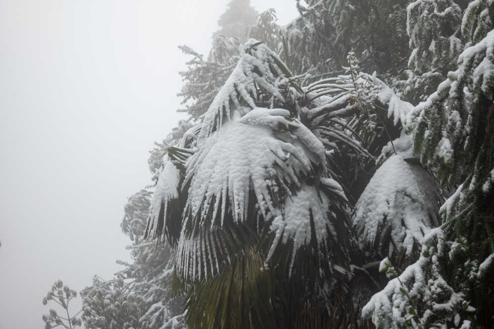 雪落树叶