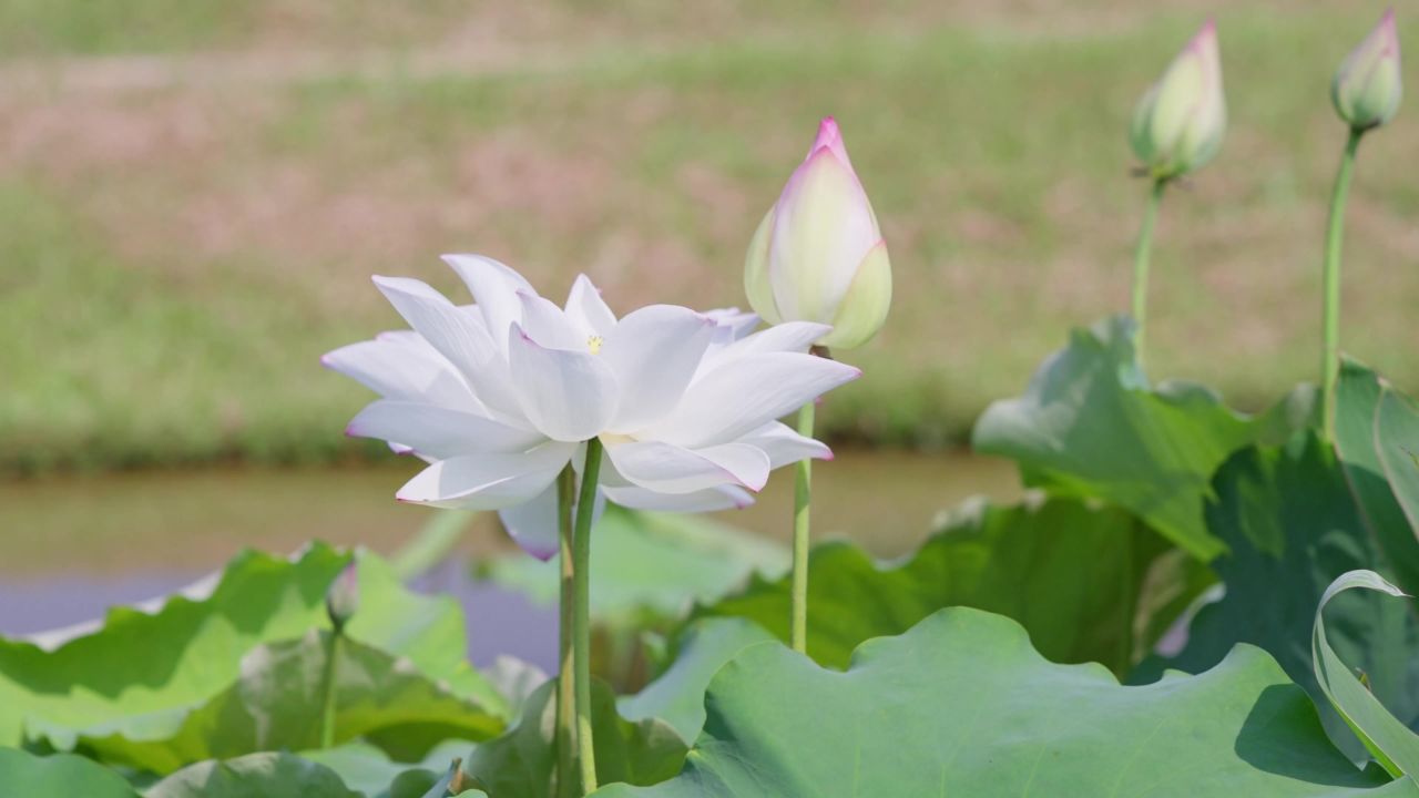 荷花