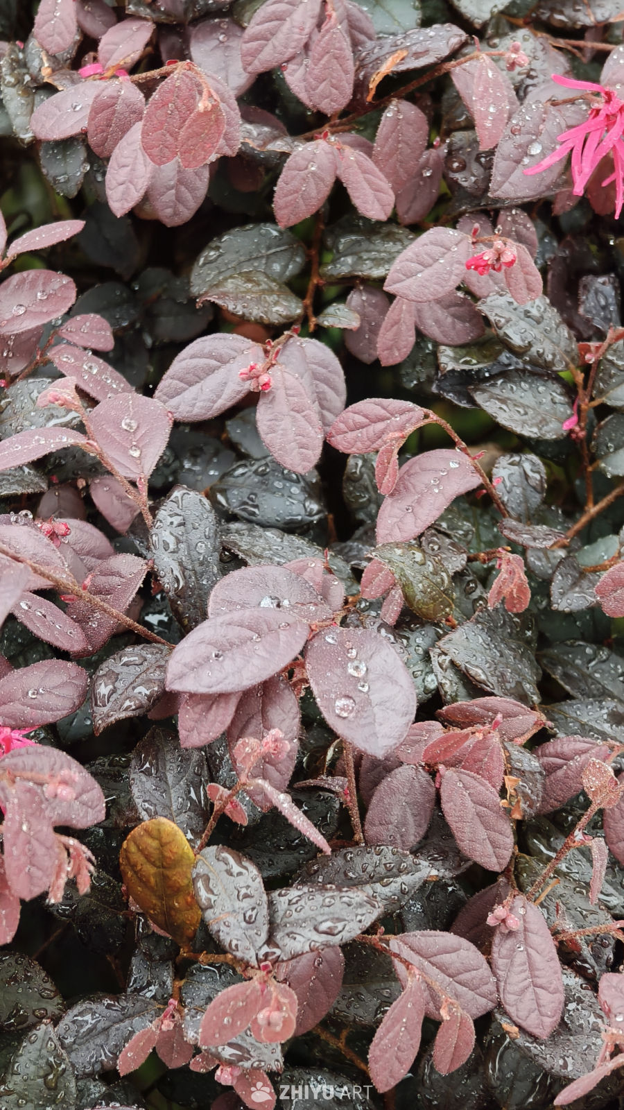 雨后紫叶植物