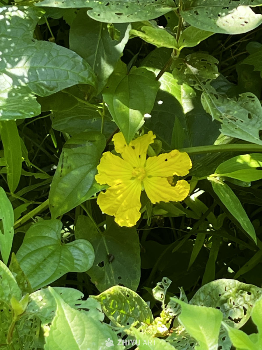 阳光下的黄花绿叶