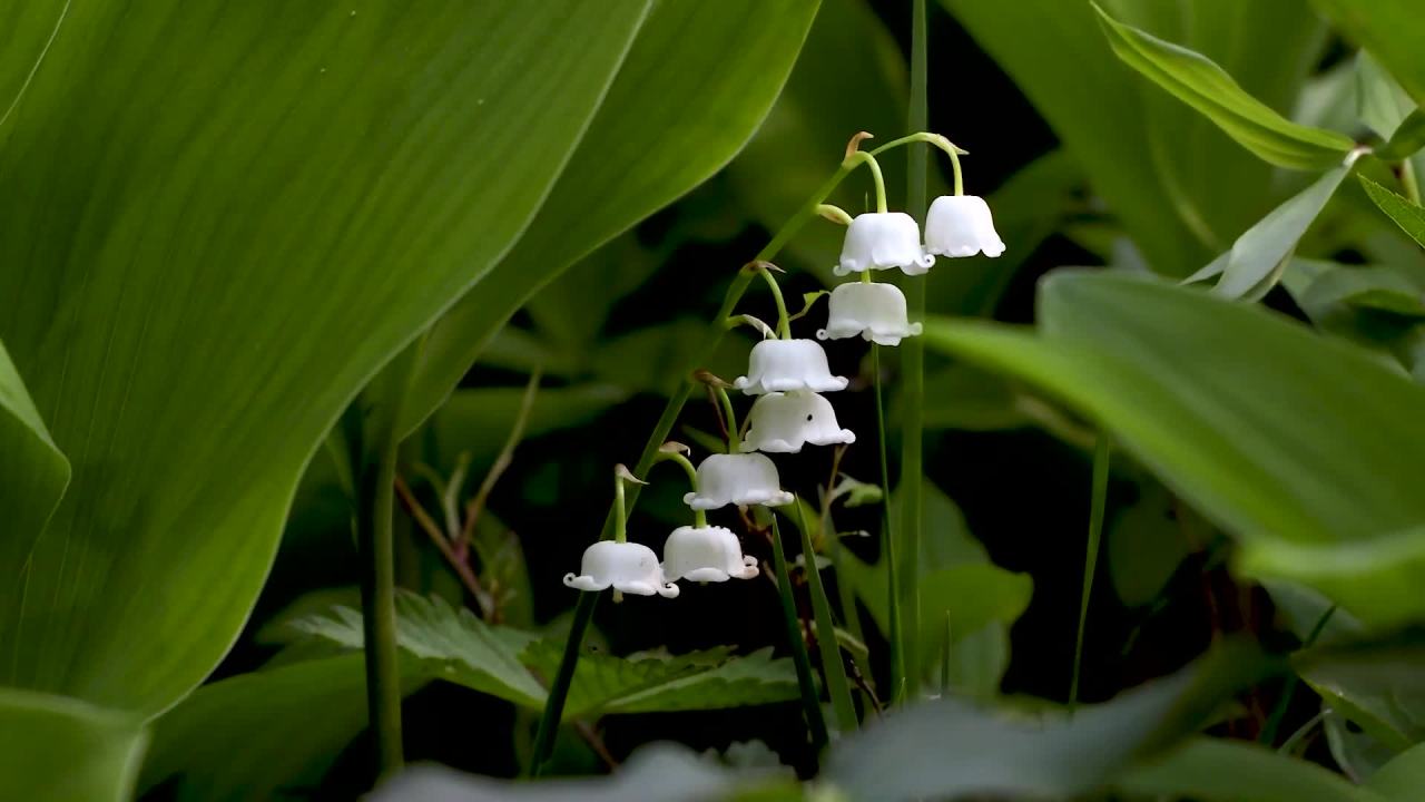铃兰花的静谧时光