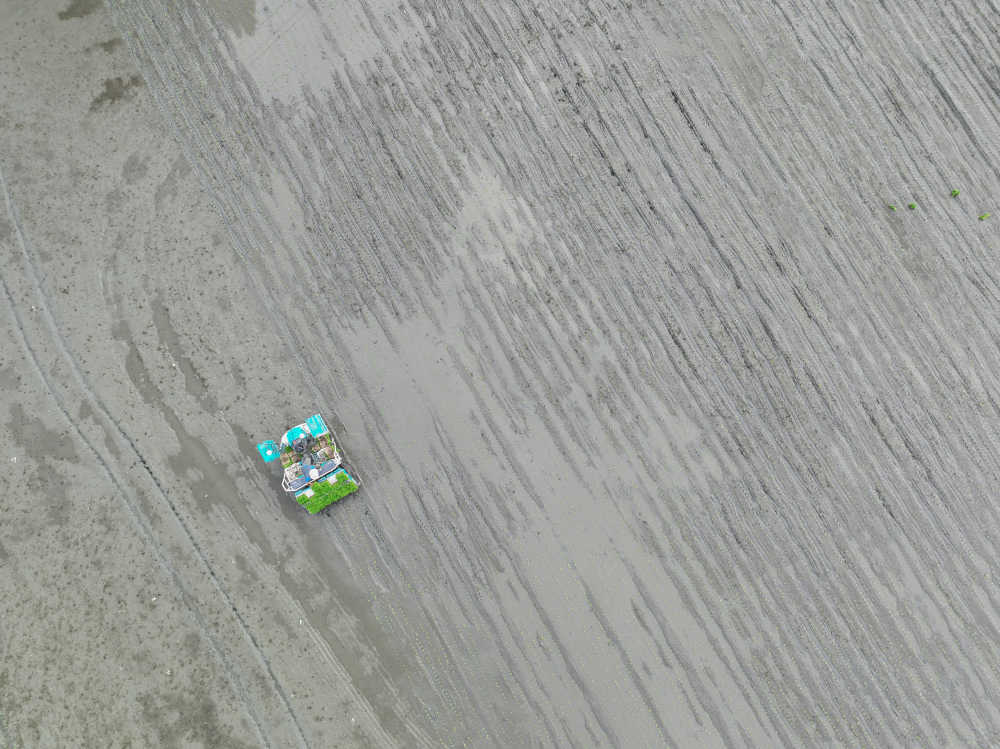 芒种时节忙种忙