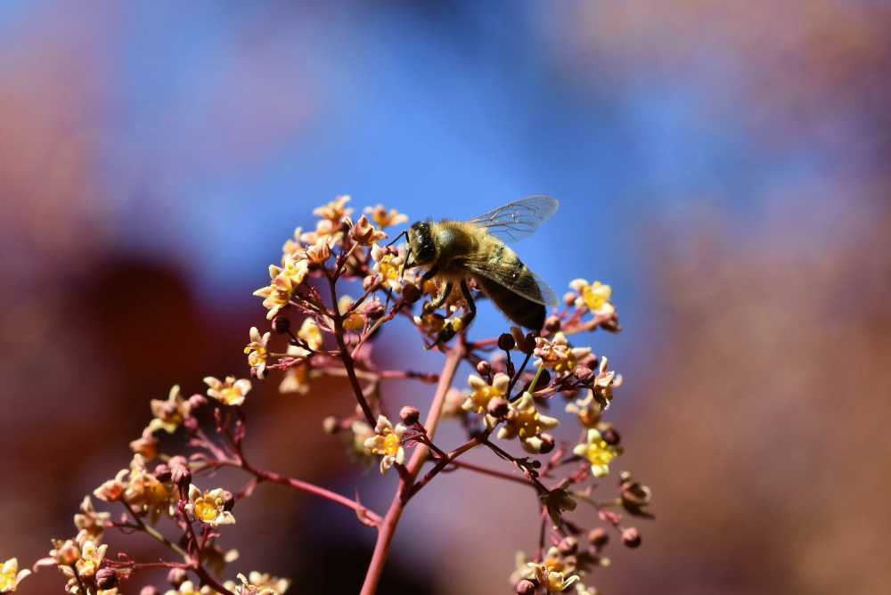 蜜蜂昆虫花粉花蜜