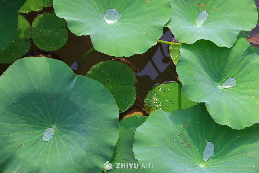 盛夏荷花 91