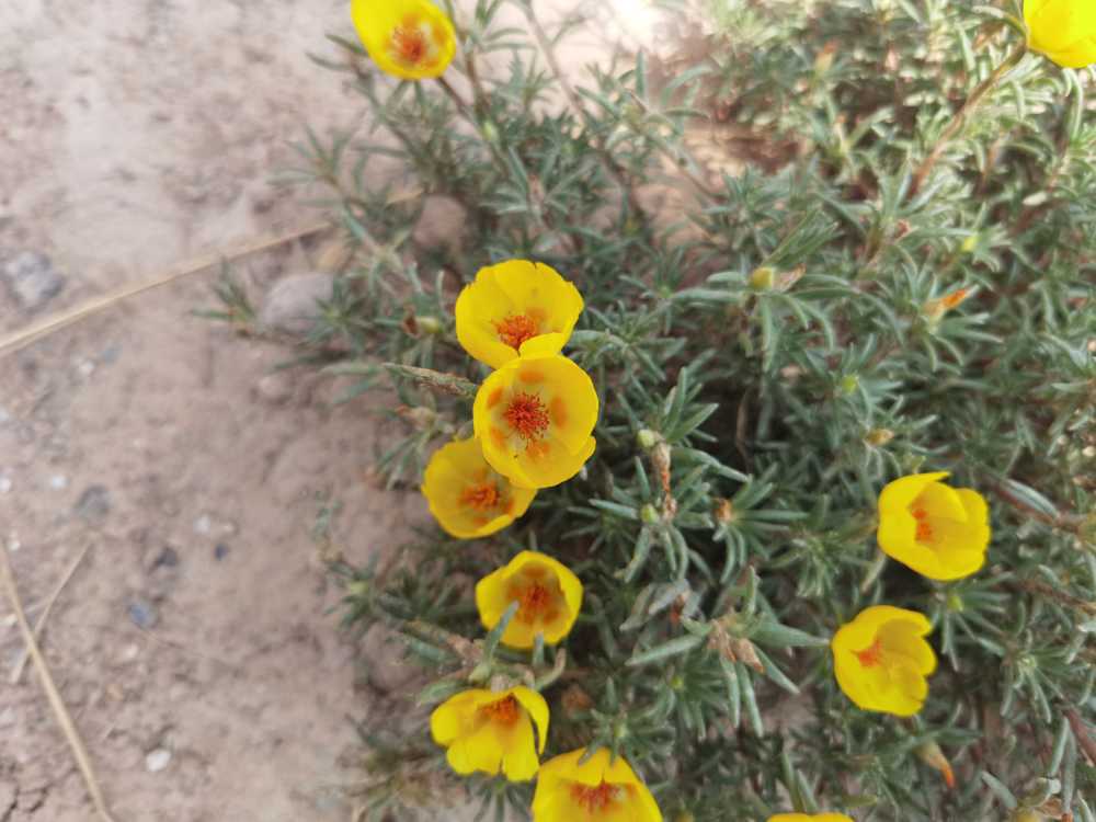 太阳花